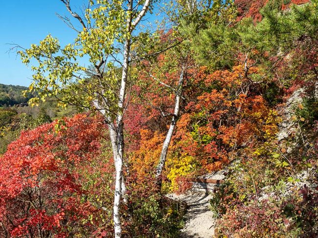 Sonnenberge Perückensträucher im Herbst