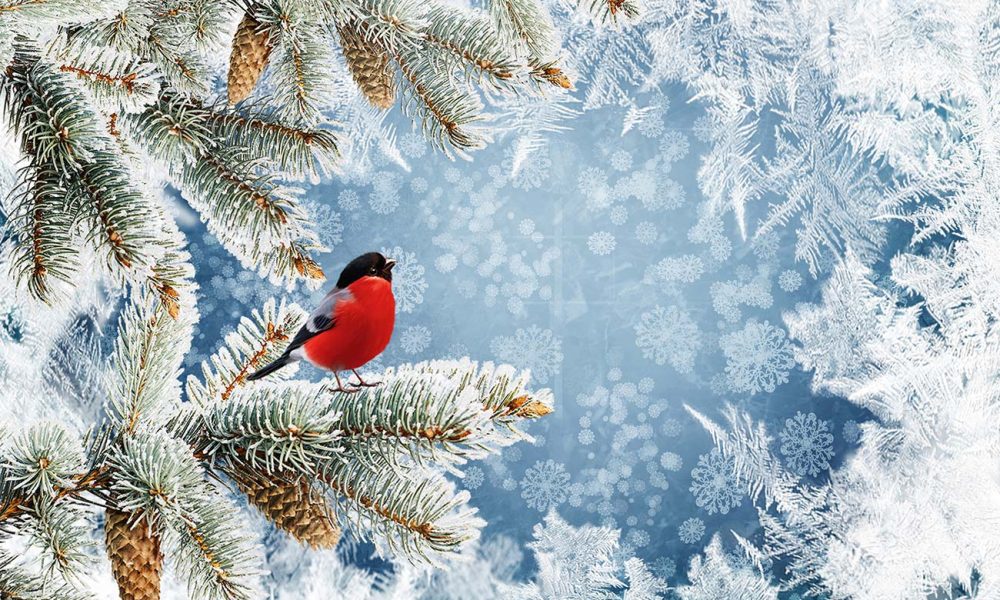 Vogel auf verschneitem Baum