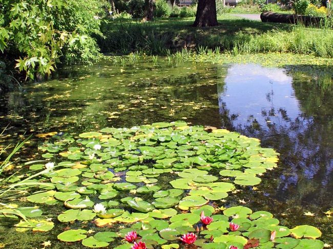 Botanischer Garten Jena