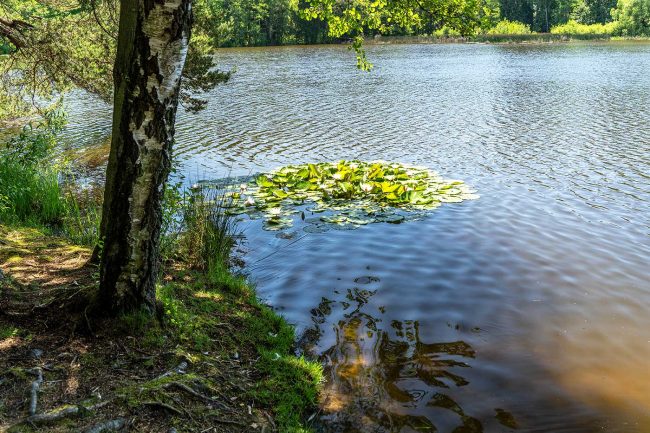 Seerosenteich in Gehren