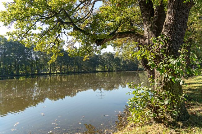 Herrenteiche bei Ilmenau