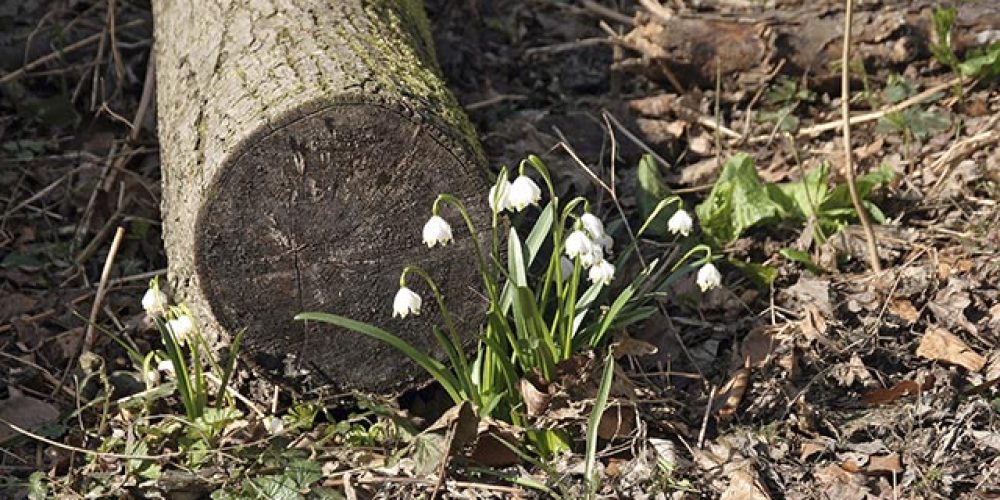 Märzenbecher in Thüringen