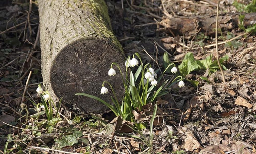 Märzenbecher in Thüringen