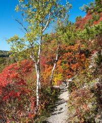 Sonnenberge Perückensträucher im Herbst