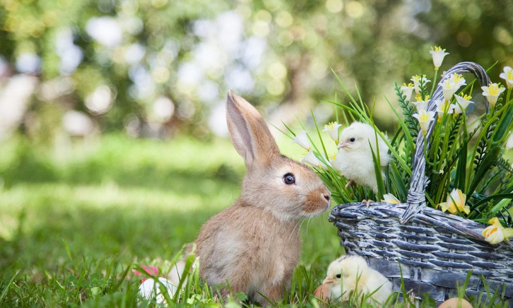 Hase und Kücken