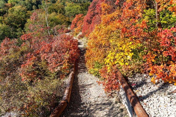 Herbstliche Perückensträucher