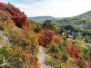 Herbstliche Perückensträucher