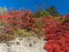 Herbstliche Perückensträucher