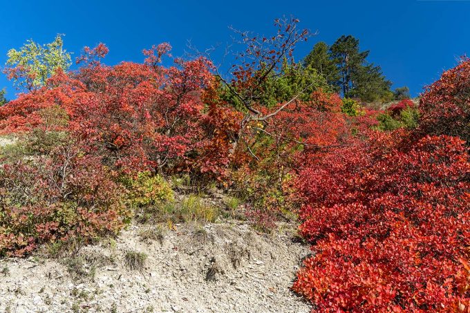 Herbstliche Perückensträucher