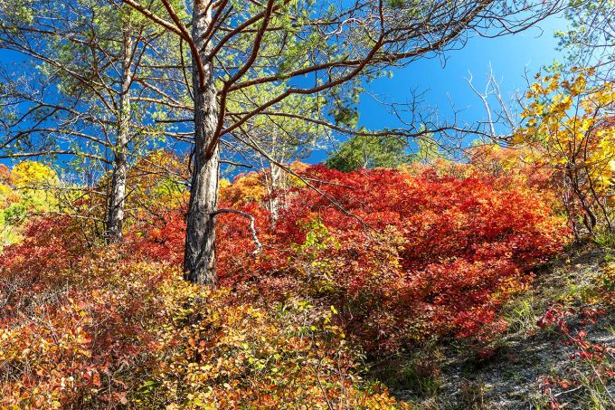 Herbstliche Perückensträucher