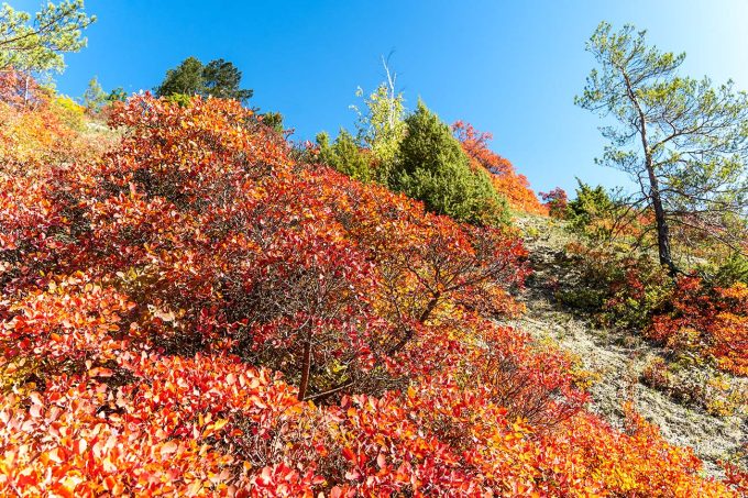 Herbstliche Perückensträucher