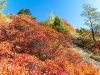 Herbstliche Perückensträucher