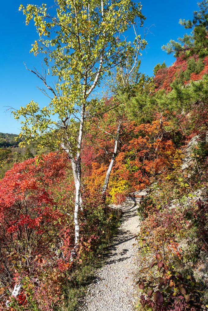 Sonnenberge Perückensträucher im Herbst