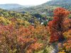 Herbstliche Perückensträucher