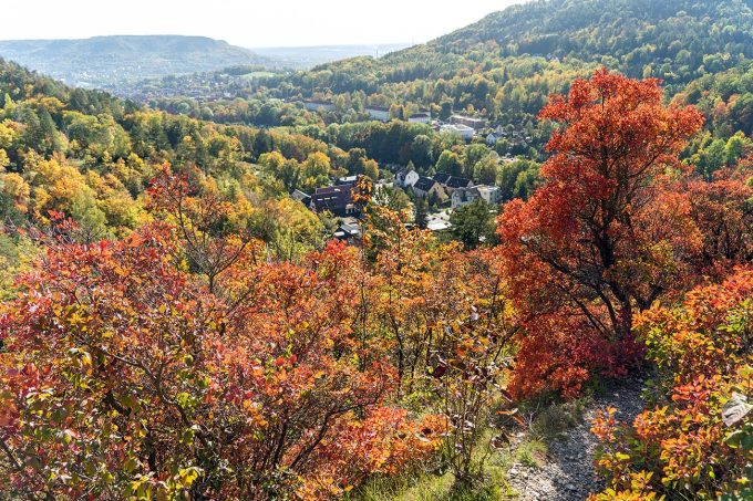 Herbstliche Perückensträucher