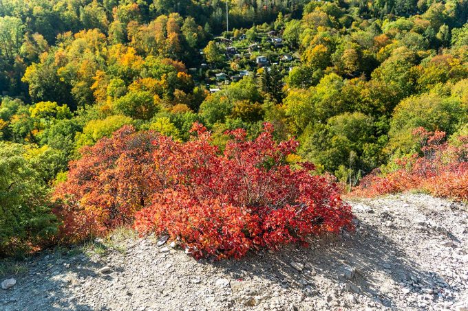 Herbstliche Perückensträucher