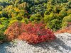 Herbstliche Perückensträucher