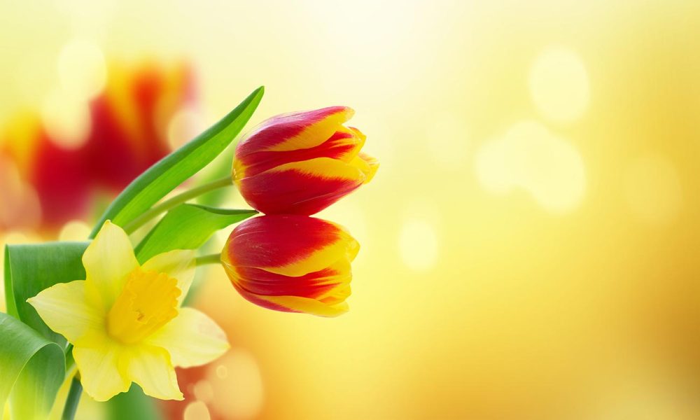 Tulpen und Osterglocken